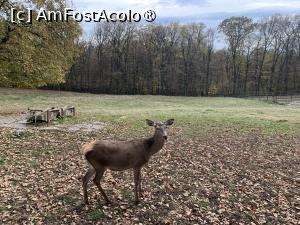 [P25] Zoo Târgu Mureș,căpropară » foto by AZE
 - 
<span class="allrVoted glyphicon glyphicon-heart hidden" id="av1397507"></span>
<a class="m-l-10 hidden" id="sv1397507" onclick="voting_Foto_DelVot(,1397507,17687)" role="button">șterge vot <span class="glyphicon glyphicon-remove"></span></a>
<a id="v91397507" class=" c-red"  onclick="voting_Foto_SetVot(1397507)" role="button"><span class="glyphicon glyphicon-heart-empty"></span> <b>LIKE</b> = Votează poza</a> <img class="hidden"  id="f1397507W9" src="/imagini/loader.gif" border="0" /><span class="AjErrMes hidden" id="e1397507ErM"></span>