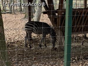 [P26] Zoo Târgu Mureș,zebră » foto by AZE
 - 
<span class="allrVoted glyphicon glyphicon-heart hidden" id="av1397508"></span>
<a class="m-l-10 hidden" id="sv1397508" onclick="voting_Foto_DelVot(,1397508,17687)" role="button">șterge vot <span class="glyphicon glyphicon-remove"></span></a>
<a id="v91397508" class=" c-red"  onclick="voting_Foto_SetVot(1397508)" role="button"><span class="glyphicon glyphicon-heart-empty"></span> <b>LIKE</b> = Votează poza</a> <img class="hidden"  id="f1397508W9" src="/imagini/loader.gif" border="0" /><span class="AjErrMes hidden" id="e1397508ErM"></span>