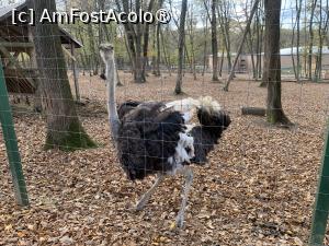 [P28] Zoo Târgu Mureș,struțul care a luat o trântă » foto by AZE
 - 
<span class="allrVoted glyphicon glyphicon-heart hidden" id="av1397510"></span>
<a class="m-l-10 hidden" id="sv1397510" onclick="voting_Foto_DelVot(,1397510,17687)" role="button">șterge vot <span class="glyphicon glyphicon-remove"></span></a>
<a id="v91397510" class=" c-red"  onclick="voting_Foto_SetVot(1397510)" role="button"><span class="glyphicon glyphicon-heart-empty"></span> <b>LIKE</b> = Votează poza</a> <img class="hidden"  id="f1397510W9" src="/imagini/loader.gif" border="0" /><span class="AjErrMes hidden" id="e1397510ErM"></span>