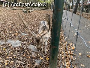 [P30] Zoo Târgu Mureș,cerb lopătar » foto by AZE
 - 
<span class="allrVoted glyphicon glyphicon-heart hidden" id="av1397512"></span>
<a class="m-l-10 hidden" id="sv1397512" onclick="voting_Foto_DelVot(,1397512,17687)" role="button">șterge vot <span class="glyphicon glyphicon-remove"></span></a>
<a id="v91397512" class=" c-red"  onclick="voting_Foto_SetVot(1397512)" role="button"><span class="glyphicon glyphicon-heart-empty"></span> <b>LIKE</b> = Votează poza</a> <img class="hidden"  id="f1397512W9" src="/imagini/loader.gif" border="0" /><span class="AjErrMes hidden" id="e1397512ErM"></span>