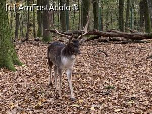 [P32] Zoo Târgu Mureș,ren » foto by AZE
 - 
<span class="allrVoted glyphicon glyphicon-heart hidden" id="av1397514"></span>
<a class="m-l-10 hidden" id="sv1397514" onclick="voting_Foto_DelVot(,1397514,17687)" role="button">șterge vot <span class="glyphicon glyphicon-remove"></span></a>
<a id="v91397514" class=" c-red"  onclick="voting_Foto_SetVot(1397514)" role="button"><span class="glyphicon glyphicon-heart-empty"></span> <b>LIKE</b> = Votează poza</a> <img class="hidden"  id="f1397514W9" src="/imagini/loader.gif" border="0" /><span class="AjErrMes hidden" id="e1397514ErM"></span>