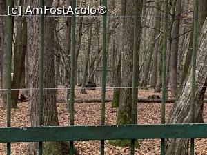 [P34] Zoo Târgu Mureș,urșii se văd în depărtare » foto by AZE
 - 
<span class="allrVoted glyphicon glyphicon-heart hidden" id="av1397516"></span>
<a class="m-l-10 hidden" id="sv1397516" onclick="voting_Foto_DelVot(,1397516,17687)" role="button">șterge vot <span class="glyphicon glyphicon-remove"></span></a>
<a id="v91397516" class=" c-red"  onclick="voting_Foto_SetVot(1397516)" role="button"><span class="glyphicon glyphicon-heart-empty"></span> <b>LIKE</b> = Votează poza</a> <img class="hidden"  id="f1397516W9" src="/imagini/loader.gif" border="0" /><span class="AjErrMes hidden" id="e1397516ErM"></span>
