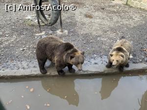 [P35] Zoo Târgu Mureș,urșii din țarcul din față » foto by AZE
 - 
<span class="allrVoted glyphicon glyphicon-heart hidden" id="av1397517"></span>
<a class="m-l-10 hidden" id="sv1397517" onclick="voting_Foto_DelVot(,1397517,17687)" role="button">șterge vot <span class="glyphicon glyphicon-remove"></span></a>
<a id="v91397517" class=" c-red"  onclick="voting_Foto_SetVot(1397517)" role="button"><span class="glyphicon glyphicon-heart-empty"></span> <b>LIKE</b> = Votează poza</a> <img class="hidden"  id="f1397517W9" src="/imagini/loader.gif" border="0" /><span class="AjErrMes hidden" id="e1397517ErM"></span>