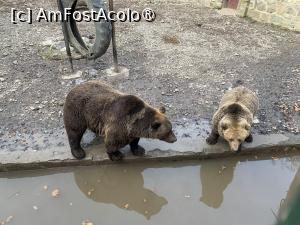 [P36] Zoo Târgu Mureș,urșii din țarcul din față » foto by AZE
 - 
<span class="allrVoted glyphicon glyphicon-heart hidden" id="av1397518"></span>
<a class="m-l-10 hidden" id="sv1397518" onclick="voting_Foto_DelVot(,1397518,17687)" role="button">șterge vot <span class="glyphicon glyphicon-remove"></span></a>
<a id="v91397518" class=" c-red"  onclick="voting_Foto_SetVot(1397518)" role="button"><span class="glyphicon glyphicon-heart-empty"></span> <b>LIKE</b> = Votează poza</a> <img class="hidden"  id="f1397518W9" src="/imagini/loader.gif" border="0" /><span class="AjErrMes hidden" id="e1397518ErM"></span>