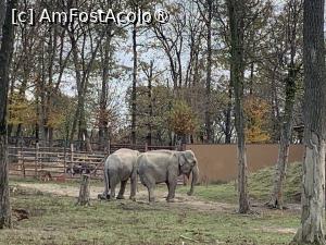 [P38] Zoo Târgu Mureș,elefanți » foto by AZE
 - 
<span class="allrVoted glyphicon glyphicon-heart hidden" id="av1397520"></span>
<a class="m-l-10 hidden" id="sv1397520" onclick="voting_Foto_DelVot(,1397520,17687)" role="button">șterge vot <span class="glyphicon glyphicon-remove"></span></a>
<a id="v91397520" class=" c-red"  onclick="voting_Foto_SetVot(1397520)" role="button"><span class="glyphicon glyphicon-heart-empty"></span> <b>LIKE</b> = Votează poza</a> <img class="hidden"  id="f1397520W9" src="/imagini/loader.gif" border="0" /><span class="AjErrMes hidden" id="e1397520ErM"></span>