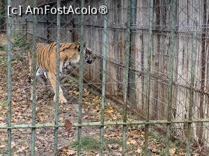 [P39] Zoo Târgu Mureș,tigru siberian » foto by AZE
 - 
<span class="allrVoted glyphicon glyphicon-heart hidden" id="av1397521"></span>
<a class="m-l-10 hidden" id="sv1397521" onclick="voting_Foto_DelVot(,1397521,17687)" role="button">șterge vot <span class="glyphicon glyphicon-remove"></span></a>
<a id="v91397521" class=" c-red"  onclick="voting_Foto_SetVot(1397521)" role="button"><span class="glyphicon glyphicon-heart-empty"></span> <b>LIKE</b> = Votează poza</a> <img class="hidden"  id="f1397521W9" src="/imagini/loader.gif" border="0" /><span class="AjErrMes hidden" id="e1397521ErM"></span>