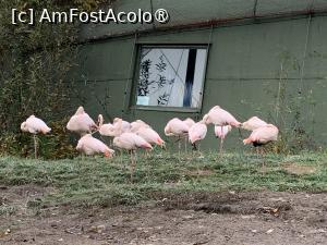 [P43] Zoo Târgu Mureș,flamingo roz » foto by AZE
 - 
<span class="allrVoted glyphicon glyphicon-heart hidden" id="av1397525"></span>
<a class="m-l-10 hidden" id="sv1397525" onclick="voting_Foto_DelVot(,1397525,17687)" role="button">șterge vot <span class="glyphicon glyphicon-remove"></span></a>
<a id="v91397525" class=" c-red"  onclick="voting_Foto_SetVot(1397525)" role="button"><span class="glyphicon glyphicon-heart-empty"></span> <b>LIKE</b> = Votează poza</a> <img class="hidden"  id="f1397525W9" src="/imagini/loader.gif" border="0" /><span class="AjErrMes hidden" id="e1397525ErM"></span>