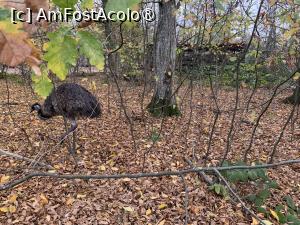 [P46] Zoo Târgu Mureș,emu » foto by AZE
 - 
<span class="allrVoted glyphicon glyphicon-heart hidden" id="av1397528"></span>
<a class="m-l-10 hidden" id="sv1397528" onclick="voting_Foto_DelVot(,1397528,17687)" role="button">șterge vot <span class="glyphicon glyphicon-remove"></span></a>
<a id="v91397528" class=" c-red"  onclick="voting_Foto_SetVot(1397528)" role="button"><span class="glyphicon glyphicon-heart-empty"></span> <b>LIKE</b> = Votează poza</a> <img class="hidden"  id="f1397528W9" src="/imagini/loader.gif" border="0" /><span class="AjErrMes hidden" id="e1397528ErM"></span>