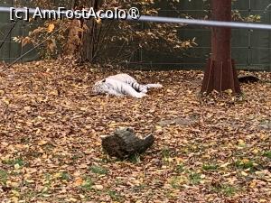 [P47] Zoo Târgu Mureș,tigru alb » foto by AZE
 - 
<span class="allrVoted glyphicon glyphicon-heart hidden" id="av1397529"></span>
<a class="m-l-10 hidden" id="sv1397529" onclick="voting_Foto_DelVot(,1397529,17687)" role="button">șterge vot <span class="glyphicon glyphicon-remove"></span></a>
<a id="v91397529" class=" c-red"  onclick="voting_Foto_SetVot(1397529)" role="button"><span class="glyphicon glyphicon-heart-empty"></span> <b>LIKE</b> = Votează poza</a> <img class="hidden"  id="f1397529W9" src="/imagini/loader.gif" border="0" /><span class="AjErrMes hidden" id="e1397529ErM"></span>