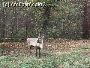 [P49] Zoo Târgu Mureș » foto by AZE
 - 
<span class="allrVoted glyphicon glyphicon-heart hidden" id="av1397531"></span>
<a class="m-l-10 hidden" id="sv1397531" onclick="voting_Foto_DelVot(,1397531,17687)" role="button">șterge vot <span class="glyphicon glyphicon-remove"></span></a>
<a id="v91397531" class=" c-red"  onclick="voting_Foto_SetVot(1397531)" role="button"><span class="glyphicon glyphicon-heart-empty"></span> <b>LIKE</b> = Votează poza</a> <img class="hidden"  id="f1397531W9" src="/imagini/loader.gif" border="0" /><span class="AjErrMes hidden" id="e1397531ErM"></span>