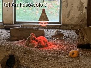 [P50] Zoo Târgu Mureș,suricate care se încălzesc la bec » foto by AZE
 - 
<span class="allrVoted glyphicon glyphicon-heart hidden" id="av1397532"></span>
<a class="m-l-10 hidden" id="sv1397532" onclick="voting_Foto_DelVot(,1397532,17687)" role="button">șterge vot <span class="glyphicon glyphicon-remove"></span></a>
<a id="v91397532" class=" c-red"  onclick="voting_Foto_SetVot(1397532)" role="button"><span class="glyphicon glyphicon-heart-empty"></span> <b>LIKE</b> = Votează poza</a> <img class="hidden"  id="f1397532W9" src="/imagini/loader.gif" border="0" /><span class="AjErrMes hidden" id="e1397532ErM"></span>
