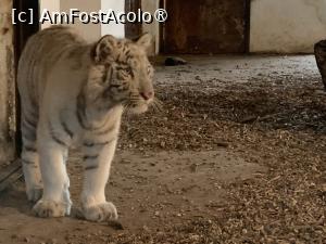 [P51] Zoo Târgu Mureș,tigru » foto by AZE
 - 
<span class="allrVoted glyphicon glyphicon-heart hidden" id="av1397533"></span>
<a class="m-l-10 hidden" id="sv1397533" onclick="voting_Foto_DelVot(,1397533,17687)" role="button">șterge vot <span class="glyphicon glyphicon-remove"></span></a>
<a id="v91397533" class=" c-red"  onclick="voting_Foto_SetVot(1397533)" role="button"><span class="glyphicon glyphicon-heart-empty"></span> <b>LIKE</b> = Votează poza</a> <img class="hidden"  id="f1397533W9" src="/imagini/loader.gif" border="0" /><span class="AjErrMes hidden" id="e1397533ErM"></span>