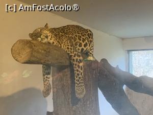 [P53] Zoo Târgu Mureș,leopard în poziție de lenevire » foto by AZE
 - 
<span class="allrVoted glyphicon glyphicon-heart hidden" id="av1397535"></span>
<a class="m-l-10 hidden" id="sv1397535" onclick="voting_Foto_DelVot(,1397535,17687)" role="button">șterge vot <span class="glyphicon glyphicon-remove"></span></a>
<a id="v91397535" class=" c-red"  onclick="voting_Foto_SetVot(1397535)" role="button"><span class="glyphicon glyphicon-heart-empty"></span> <b>LIKE</b> = Votează poza</a> <img class="hidden"  id="f1397535W9" src="/imagini/loader.gif" border="0" /><span class="AjErrMes hidden" id="e1397535ErM"></span>