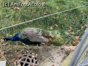 [P55] Zoo Târgu Mureș,un păun » foto by AZE
 - 
<span class="allrVoted glyphicon glyphicon-heart hidden" id="av1397537"></span>
<a class="m-l-10 hidden" id="sv1397537" onclick="voting_Foto_DelVot(,1397537,17687)" role="button">șterge vot <span class="glyphicon glyphicon-remove"></span></a>
<a id="v91397537" class=" c-red"  onclick="voting_Foto_SetVot(1397537)" role="button"><span class="glyphicon glyphicon-heart-empty"></span> <b>LIKE</b> = Votează poza</a> <img class="hidden"  id="f1397537W9" src="/imagini/loader.gif" border="0" /><span class="AjErrMes hidden" id="e1397537ErM"></span>
