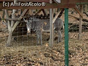 [P59] Zoo Târgu Mureș,o zebră bine cresută » foto by AZE
 - 
<span class="allrVoted glyphicon glyphicon-heart hidden" id="av1397541"></span>
<a class="m-l-10 hidden" id="sv1397541" onclick="voting_Foto_DelVot(,1397541,17687)" role="button">șterge vot <span class="glyphicon glyphicon-remove"></span></a>
<a id="v91397541" class=" c-red"  onclick="voting_Foto_SetVot(1397541)" role="button"><span class="glyphicon glyphicon-heart-empty"></span> <b>LIKE</b> = Votează poza</a> <img class="hidden"  id="f1397541W9" src="/imagini/loader.gif" border="0" /><span class="AjErrMes hidden" id="e1397541ErM"></span>
