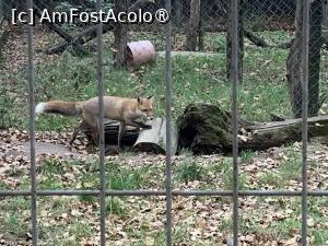 [P60] Zoo Târgu Mureș,vulpea » foto by AZE
 - 
<span class="allrVoted glyphicon glyphicon-heart hidden" id="av1397542"></span>
<a class="m-l-10 hidden" id="sv1397542" onclick="voting_Foto_DelVot(,1397542,17687)" role="button">șterge vot <span class="glyphicon glyphicon-remove"></span></a>
<a id="v91397542" class=" c-red"  onclick="voting_Foto_SetVot(1397542)" role="button"><span class="glyphicon glyphicon-heart-empty"></span> <b>LIKE</b> = Votează poza</a> <img class="hidden"  id="f1397542W9" src="/imagini/loader.gif" border="0" /><span class="AjErrMes hidden" id="e1397542ErM"></span>