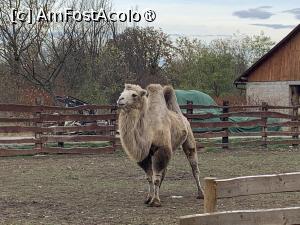 [P61] Zoo Târgu Mureș,cămila » foto by AZE
 - 
<span class="allrVoted glyphicon glyphicon-heart hidden" id="av1397543"></span>
<a class="m-l-10 hidden" id="sv1397543" onclick="voting_Foto_DelVot(,1397543,17687)" role="button">șterge vot <span class="glyphicon glyphicon-remove"></span></a>
<a id="v91397543" class=" c-red"  onclick="voting_Foto_SetVot(1397543)" role="button"><span class="glyphicon glyphicon-heart-empty"></span> <b>LIKE</b> = Votează poza</a> <img class="hidden"  id="f1397543W9" src="/imagini/loader.gif" border="0" /><span class="AjErrMes hidden" id="e1397543ErM"></span>