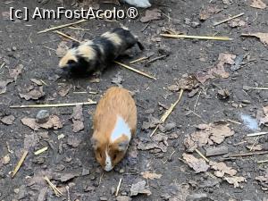 [P62] Zoo Târgu Mureș,porcușor de guinea » foto by AZE
 - 
<span class="allrVoted glyphicon glyphicon-heart hidden" id="av1397544"></span>
<a class="m-l-10 hidden" id="sv1397544" onclick="voting_Foto_DelVot(,1397544,17687)" role="button">șterge vot <span class="glyphicon glyphicon-remove"></span></a>
<a id="v91397544" class=" c-red"  onclick="voting_Foto_SetVot(1397544)" role="button"><span class="glyphicon glyphicon-heart-empty"></span> <b>LIKE</b> = Votează poza</a> <img class="hidden"  id="f1397544W9" src="/imagini/loader.gif" border="0" /><span class="AjErrMes hidden" id="e1397544ErM"></span>