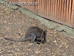 [P67] Zoo Târgu Mureș,cangur » foto by AZE
 - 
<span class="allrVoted glyphicon glyphicon-heart hidden" id="av1397549"></span>
<a class="m-l-10 hidden" id="sv1397549" onclick="voting_Foto_DelVot(,1397549,17687)" role="button">șterge vot <span class="glyphicon glyphicon-remove"></span></a>
<a id="v91397549" class=" c-red"  onclick="voting_Foto_SetVot(1397549)" role="button"><span class="glyphicon glyphicon-heart-empty"></span> <b>LIKE</b> = Votează poza</a> <img class="hidden"  id="f1397549W9" src="/imagini/loader.gif" border="0" /><span class="AjErrMes hidden" id="e1397549ErM"></span>