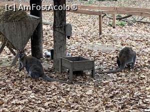 [P68] Zoo Târgu Mureș,canguri » foto by AZE
 - 
<span class="allrVoted glyphicon glyphicon-heart hidden" id="av1397550"></span>
<a class="m-l-10 hidden" id="sv1397550" onclick="voting_Foto_DelVot(,1397550,17687)" role="button">șterge vot <span class="glyphicon glyphicon-remove"></span></a>
<a id="v91397550" class=" c-red"  onclick="voting_Foto_SetVot(1397550)" role="button"><span class="glyphicon glyphicon-heart-empty"></span> <b>LIKE</b> = Votează poza</a> <img class="hidden"  id="f1397550W9" src="/imagini/loader.gif" border="0" /><span class="AjErrMes hidden" id="e1397550ErM"></span>