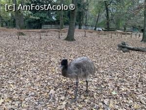 [P69] Zoo Târgu Mureș,emu » foto by AZE
 - 
<span class="allrVoted glyphicon glyphicon-heart hidden" id="av1397551"></span>
<a class="m-l-10 hidden" id="sv1397551" onclick="voting_Foto_DelVot(,1397551,17687)" role="button">șterge vot <span class="glyphicon glyphicon-remove"></span></a>
<a id="v91397551" class=" c-red"  onclick="voting_Foto_SetVot(1397551)" role="button"><span class="glyphicon glyphicon-heart-empty"></span> <b>LIKE</b> = Votează poza</a> <img class="hidden"  id="f1397551W9" src="/imagini/loader.gif" border="0" /><span class="AjErrMes hidden" id="e1397551ErM"></span>