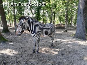 [P10] Zoo TG MURES » foto by ⭐ValentinB_88⭐
 - 
<span class="allrVoted glyphicon glyphicon-heart hidden" id="av1209501"></span>
<a class="m-l-10 hidden" id="sv1209501" onclick="voting_Foto_DelVot(,1209501,17687)" role="button">șterge vot <span class="glyphicon glyphicon-remove"></span></a>
<a id="v91209501" class=" c-red"  onclick="voting_Foto_SetVot(1209501)" role="button"><span class="glyphicon glyphicon-heart-empty"></span> <b>LIKE</b> = Votează poza</a> <img class="hidden"  id="f1209501W9" src="/imagini/loader.gif" border="0" /><span class="AjErrMes hidden" id="e1209501ErM"></span>
