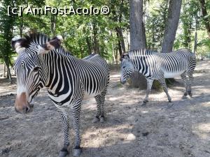 [P11] Zoo TG MURES » foto by ⭐ValentinB_88⭐
 - 
<span class="allrVoted glyphicon glyphicon-heart hidden" id="av1209502"></span>
<a class="m-l-10 hidden" id="sv1209502" onclick="voting_Foto_DelVot(,1209502,17687)" role="button">șterge vot <span class="glyphicon glyphicon-remove"></span></a>
<a id="v91209502" class=" c-red"  onclick="voting_Foto_SetVot(1209502)" role="button"><span class="glyphicon glyphicon-heart-empty"></span> <b>LIKE</b> = Votează poza</a> <img class="hidden"  id="f1209502W9" src="/imagini/loader.gif" border="0" /><span class="AjErrMes hidden" id="e1209502ErM"></span>