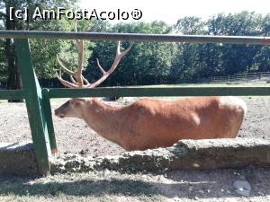 [P12] Zoo TG MURES » foto by ⭐ValentinB_88⭐
 - 
<span class="allrVoted glyphicon glyphicon-heart hidden" id="av1209503"></span>
<a class="m-l-10 hidden" id="sv1209503" onclick="voting_Foto_DelVot(,1209503,17687)" role="button">șterge vot <span class="glyphicon glyphicon-remove"></span></a>
<a id="v91209503" class=" c-red"  onclick="voting_Foto_SetVot(1209503)" role="button"><span class="glyphicon glyphicon-heart-empty"></span> <b>LIKE</b> = Votează poza</a> <img class="hidden"  id="f1209503W9" src="/imagini/loader.gif" border="0" /><span class="AjErrMes hidden" id="e1209503ErM"></span>