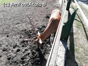 [P13] Zoo TG MURES » foto by ⭐ValentinB_88⭐
 - 
<span class="allrVoted glyphicon glyphicon-heart hidden" id="av1209504"></span>
<a class="m-l-10 hidden" id="sv1209504" onclick="voting_Foto_DelVot(,1209504,17687)" role="button">șterge vot <span class="glyphicon glyphicon-remove"></span></a>
<a id="v91209504" class=" c-red"  onclick="voting_Foto_SetVot(1209504)" role="button"><span class="glyphicon glyphicon-heart-empty"></span> <b>LIKE</b> = Votează poza</a> <img class="hidden"  id="f1209504W9" src="/imagini/loader.gif" border="0" /><span class="AjErrMes hidden" id="e1209504ErM"></span>