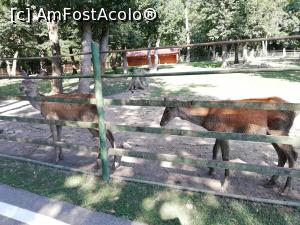 [P14] Zoo TG MURES » foto by ⭐ValentinB_88⭐
 - 
<span class="allrVoted glyphicon glyphicon-heart hidden" id="av1209505"></span>
<a class="m-l-10 hidden" id="sv1209505" onclick="voting_Foto_DelVot(,1209505,17687)" role="button">șterge vot <span class="glyphicon glyphicon-remove"></span></a>
<a id="v91209505" class=" c-red"  onclick="voting_Foto_SetVot(1209505)" role="button"><span class="glyphicon glyphicon-heart-empty"></span> <b>LIKE</b> = Votează poza</a> <img class="hidden"  id="f1209505W9" src="/imagini/loader.gif" border="0" /><span class="AjErrMes hidden" id="e1209505ErM"></span>