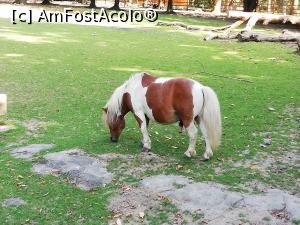 [P16] Zoo TG MURES » foto by ⭐ValentinB_88⭐
 - 
<span class="allrVoted glyphicon glyphicon-heart hidden" id="av1209507"></span>
<a class="m-l-10 hidden" id="sv1209507" onclick="voting_Foto_DelVot(,1209507,17687)" role="button">șterge vot <span class="glyphicon glyphicon-remove"></span></a>
<a id="v91209507" class=" c-red"  onclick="voting_Foto_SetVot(1209507)" role="button"><span class="glyphicon glyphicon-heart-empty"></span> <b>LIKE</b> = Votează poza</a> <img class="hidden"  id="f1209507W9" src="/imagini/loader.gif" border="0" /><span class="AjErrMes hidden" id="e1209507ErM"></span>