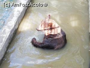 [P19] Zoo TG MURES » foto by ⭐ValentinB_88⭐
 - 
<span class="allrVoted glyphicon glyphicon-heart hidden" id="av1209510"></span>
<a class="m-l-10 hidden" id="sv1209510" onclick="voting_Foto_DelVot(,1209510,17687)" role="button">șterge vot <span class="glyphicon glyphicon-remove"></span></a>
<a id="v91209510" class=" c-red"  onclick="voting_Foto_SetVot(1209510)" role="button"><span class="glyphicon glyphicon-heart-empty"></span> <b>LIKE</b> = Votează poza</a> <img class="hidden"  id="f1209510W9" src="/imagini/loader.gif" border="0" /><span class="AjErrMes hidden" id="e1209510ErM"></span>