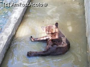 [P20] Zoo TG MURES » foto by ⭐ValentinB_88⭐
 - 
<span class="allrVoted glyphicon glyphicon-heart hidden" id="av1209511"></span>
<a class="m-l-10 hidden" id="sv1209511" onclick="voting_Foto_DelVot(,1209511,17687)" role="button">șterge vot <span class="glyphicon glyphicon-remove"></span></a>
<a id="v91209511" class=" c-red"  onclick="voting_Foto_SetVot(1209511)" role="button"><span class="glyphicon glyphicon-heart-empty"></span> <b>LIKE</b> = Votează poza</a> <img class="hidden"  id="f1209511W9" src="/imagini/loader.gif" border="0" /><span class="AjErrMes hidden" id="e1209511ErM"></span>