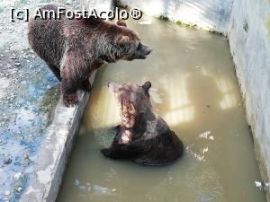 [P21] Zoo TG MURES » foto by ⭐ValentinB_88⭐
 - 
<span class="allrVoted glyphicon glyphicon-heart hidden" id="av1209512"></span>
<a class="m-l-10 hidden" id="sv1209512" onclick="voting_Foto_DelVot(,1209512,17687)" role="button">șterge vot <span class="glyphicon glyphicon-remove"></span></a>
<a id="v91209512" class=" c-red"  onclick="voting_Foto_SetVot(1209512)" role="button"><span class="glyphicon glyphicon-heart-empty"></span> <b>LIKE</b> = Votează poza</a> <img class="hidden"  id="f1209512W9" src="/imagini/loader.gif" border="0" /><span class="AjErrMes hidden" id="e1209512ErM"></span>
