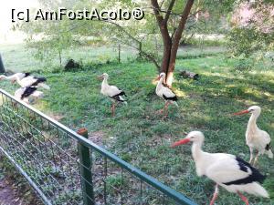 [P22] Zoo TG MURES » foto by ⭐ValentinB_88⭐
 - 
<span class="allrVoted glyphicon glyphicon-heart hidden" id="av1209513"></span>
<a class="m-l-10 hidden" id="sv1209513" onclick="voting_Foto_DelVot(,1209513,17687)" role="button">șterge vot <span class="glyphicon glyphicon-remove"></span></a>
<a id="v91209513" class=" c-red"  onclick="voting_Foto_SetVot(1209513)" role="button"><span class="glyphicon glyphicon-heart-empty"></span> <b>LIKE</b> = Votează poza</a> <img class="hidden"  id="f1209513W9" src="/imagini/loader.gif" border="0" /><span class="AjErrMes hidden" id="e1209513ErM"></span>