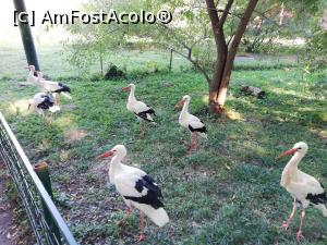 [P23] Zoo TG MURES » foto by ⭐ValentinB_88⭐
 - 
<span class="allrVoted glyphicon glyphicon-heart hidden" id="av1209514"></span>
<a class="m-l-10 hidden" id="sv1209514" onclick="voting_Foto_DelVot(,1209514,17687)" role="button">șterge vot <span class="glyphicon glyphicon-remove"></span></a>
<a id="v91209514" class=" c-red"  onclick="voting_Foto_SetVot(1209514)" role="button"><span class="glyphicon glyphicon-heart-empty"></span> <b>LIKE</b> = Votează poza</a> <img class="hidden"  id="f1209514W9" src="/imagini/loader.gif" border="0" /><span class="AjErrMes hidden" id="e1209514ErM"></span>