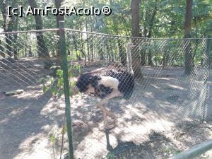 [P04] Zoo TG MURES » foto by ⭐ValentinB_88⭐
 - 
<span class="allrVoted glyphicon glyphicon-heart hidden" id="av1209495"></span>
<a class="m-l-10 hidden" id="sv1209495" onclick="voting_Foto_DelVot(,1209495,17687)" role="button">șterge vot <span class="glyphicon glyphicon-remove"></span></a>
<a id="v91209495" class=" c-red"  onclick="voting_Foto_SetVot(1209495)" role="button"><span class="glyphicon glyphicon-heart-empty"></span> <b>LIKE</b> = Votează poza</a> <img class="hidden"  id="f1209495W9" src="/imagini/loader.gif" border="0" /><span class="AjErrMes hidden" id="e1209495ErM"></span>