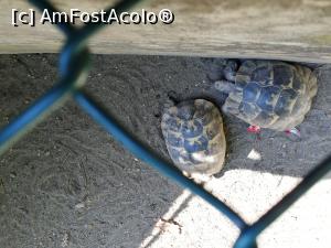 [P05] Zoo TG MURES » foto by ⭐ValentinB_88⭐
 - 
<span class="allrVoted glyphicon glyphicon-heart hidden" id="av1209496"></span>
<a class="m-l-10 hidden" id="sv1209496" onclick="voting_Foto_DelVot(,1209496,17687)" role="button">șterge vot <span class="glyphicon glyphicon-remove"></span></a>
<a id="v91209496" class=" c-red"  onclick="voting_Foto_SetVot(1209496)" role="button"><span class="glyphicon glyphicon-heart-empty"></span> <b>LIKE</b> = Votează poza</a> <img class="hidden"  id="f1209496W9" src="/imagini/loader.gif" border="0" /><span class="AjErrMes hidden" id="e1209496ErM"></span>
