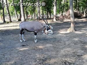 [P06] Zoo TG MURES » foto by ⭐ValentinB_88⭐
 - 
<span class="allrVoted glyphicon glyphicon-heart hidden" id="av1209497"></span>
<a class="m-l-10 hidden" id="sv1209497" onclick="voting_Foto_DelVot(,1209497,17687)" role="button">șterge vot <span class="glyphicon glyphicon-remove"></span></a>
<a id="v91209497" class=" c-red"  onclick="voting_Foto_SetVot(1209497)" role="button"><span class="glyphicon glyphicon-heart-empty"></span> <b>LIKE</b> = Votează poza</a> <img class="hidden"  id="f1209497W9" src="/imagini/loader.gif" border="0" /><span class="AjErrMes hidden" id="e1209497ErM"></span>