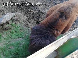 [P07] Zoo TG MURES » foto by ⭐ValentinB_88⭐
 - 
<span class="allrVoted glyphicon glyphicon-heart hidden" id="av1209498"></span>
<a class="m-l-10 hidden" id="sv1209498" onclick="voting_Foto_DelVot(,1209498,17687)" role="button">șterge vot <span class="glyphicon glyphicon-remove"></span></a>
<a id="v91209498" class=" c-red"  onclick="voting_Foto_SetVot(1209498)" role="button"><span class="glyphicon glyphicon-heart-empty"></span> <b>LIKE</b> = Votează poza</a> <img class="hidden"  id="f1209498W9" src="/imagini/loader.gif" border="0" /><span class="AjErrMes hidden" id="e1209498ErM"></span>