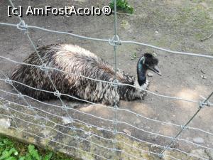 [P01] <strong>Grădina zoo Tîrgu Mureş</strong> » foto by ⭐ValentinB_88⭐
 - 
<span class="allrVoted glyphicon glyphicon-heart hidden" id="av1235227"></span>
<a class="m-l-10 hidden" id="sv1235227" onclick="voting_Foto_DelVot(,1235227,17687)" role="button">șterge vot <span class="glyphicon glyphicon-remove"></span></a>
<a id="v91235227" class=" c-red"  onclick="voting_Foto_SetVot(1235227)" role="button"><span class="glyphicon glyphicon-heart-empty"></span> <b>LIKE</b> = Votează poza</a> <img class="hidden"  id="f1235227W9" src="/imagini/loader.gif" border="0" /><span class="AjErrMes hidden" id="e1235227ErM"></span>