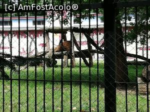 [P10] <strong>Grădina zoo Tîrgu Mureş</strong> » foto by ⭐ValentinB_88⭐
 - 
<span class="allrVoted glyphicon glyphicon-heart hidden" id="av1235236"></span>
<a class="m-l-10 hidden" id="sv1235236" onclick="voting_Foto_DelVot(,1235236,17687)" role="button">șterge vot <span class="glyphicon glyphicon-remove"></span></a>
<a id="v91235236" class=" c-red"  onclick="voting_Foto_SetVot(1235236)" role="button"><span class="glyphicon glyphicon-heart-empty"></span> <b>LIKE</b> = Votează poza</a> <img class="hidden"  id="f1235236W9" src="/imagini/loader.gif" border="0" /><span class="AjErrMes hidden" id="e1235236ErM"></span>