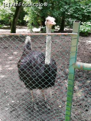 [P11] <strong>Grădina zoo Tîrgu Mureş</strong> » foto by ⭐ValentinB_88⭐
 - 
<span class="allrVoted glyphicon glyphicon-heart hidden" id="av1235237"></span>
<a class="m-l-10 hidden" id="sv1235237" onclick="voting_Foto_DelVot(,1235237,17687)" role="button">șterge vot <span class="glyphicon glyphicon-remove"></span></a>
<a id="v91235237" class=" c-red"  onclick="voting_Foto_SetVot(1235237)" role="button"><span class="glyphicon glyphicon-heart-empty"></span> <b>LIKE</b> = Votează poza</a> <img class="hidden"  id="f1235237W9" src="/imagini/loader.gif" border="0" /><span class="AjErrMes hidden" id="e1235237ErM"></span>