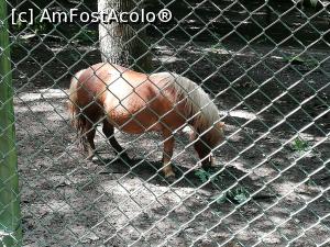 [P12] <strong>Grădina zoo Tîrgu Mureş</strong> » foto by ⭐ValentinB_88⭐
 - 
<span class="allrVoted glyphicon glyphicon-heart hidden" id="av1235238"></span>
<a class="m-l-10 hidden" id="sv1235238" onclick="voting_Foto_DelVot(,1235238,17687)" role="button">șterge vot <span class="glyphicon glyphicon-remove"></span></a>
<a id="v91235238" class=" c-red"  onclick="voting_Foto_SetVot(1235238)" role="button"><span class="glyphicon glyphicon-heart-empty"></span> <b>LIKE</b> = Votează poza</a> <img class="hidden"  id="f1235238W9" src="/imagini/loader.gif" border="0" /><span class="AjErrMes hidden" id="e1235238ErM"></span>