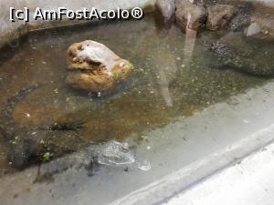 [P14] <strong>Grădina zoo Tîrgu Mureş</strong> » foto by ⭐ValentinB_88⭐
 - 
<span class="allrVoted glyphicon glyphicon-heart hidden" id="av1235240"></span>
<a class="m-l-10 hidden" id="sv1235240" onclick="voting_Foto_DelVot(,1235240,17687)" role="button">șterge vot <span class="glyphicon glyphicon-remove"></span></a>
<a id="v91235240" class=" c-red"  onclick="voting_Foto_SetVot(1235240)" role="button"><span class="glyphicon glyphicon-heart-empty"></span> <b>LIKE</b> = Votează poza</a> <img class="hidden"  id="f1235240W9" src="/imagini/loader.gif" border="0" /><span class="AjErrMes hidden" id="e1235240ErM"></span>