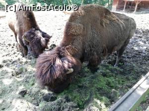 [P25] <strong>Grădina zoo Tîrgu Mureş</strong> » foto by ⭐ValentinB_88⭐
 - 
<span class="allrVoted glyphicon glyphicon-heart hidden" id="av1235251"></span>
<a class="m-l-10 hidden" id="sv1235251" onclick="voting_Foto_DelVot(,1235251,17687)" role="button">șterge vot <span class="glyphicon glyphicon-remove"></span></a>
<a id="v91235251" class=" c-red"  onclick="voting_Foto_SetVot(1235251)" role="button"><span class="glyphicon glyphicon-heart-empty"></span> <b>LIKE</b> = Votează poza</a> <img class="hidden"  id="f1235251W9" src="/imagini/loader.gif" border="0" /><span class="AjErrMes hidden" id="e1235251ErM"></span>