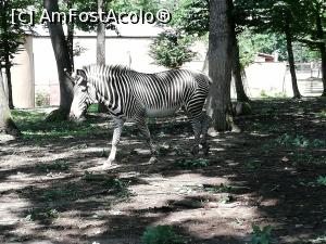 [P29] <strong>Grădina zoo Tîrgu Mureş</strong> » foto by ⭐ValentinB_88⭐
 - 
<span class="allrVoted glyphicon glyphicon-heart hidden" id="av1235255"></span>
<a class="m-l-10 hidden" id="sv1235255" onclick="voting_Foto_DelVot(,1235255,17687)" role="button">șterge vot <span class="glyphicon glyphicon-remove"></span></a>
<a id="v91235255" class=" c-red"  onclick="voting_Foto_SetVot(1235255)" role="button"><span class="glyphicon glyphicon-heart-empty"></span> <b>LIKE</b> = Votează poza</a> <img class="hidden"  id="f1235255W9" src="/imagini/loader.gif" border="0" /><span class="AjErrMes hidden" id="e1235255ErM"></span>