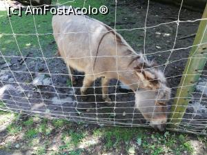 [P33] <strong>Grădina zoo Tîrgu Mureş</strong> » foto by ⭐ValentinB_88⭐
 - 
<span class="allrVoted glyphicon glyphicon-heart hidden" id="av1235259"></span>
<a class="m-l-10 hidden" id="sv1235259" onclick="voting_Foto_DelVot(,1235259,17687)" role="button">șterge vot <span class="glyphicon glyphicon-remove"></span></a>
<a id="v91235259" class=" c-red"  onclick="voting_Foto_SetVot(1235259)" role="button"><span class="glyphicon glyphicon-heart-empty"></span> <b>LIKE</b> = Votează poza</a> <img class="hidden"  id="f1235259W9" src="/imagini/loader.gif" border="0" /><span class="AjErrMes hidden" id="e1235259ErM"></span>