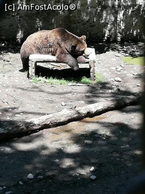 [P39] <strong>Grădina zoo Tîrgu Mureş</strong> » foto by ⭐ValentinB_88⭐
 - 
<span class="allrVoted glyphicon glyphicon-heart hidden" id="av1235265"></span>
<a class="m-l-10 hidden" id="sv1235265" onclick="voting_Foto_DelVot(,1235265,17687)" role="button">șterge vot <span class="glyphicon glyphicon-remove"></span></a>
<a id="v91235265" class=" c-red"  onclick="voting_Foto_SetVot(1235265)" role="button"><span class="glyphicon glyphicon-heart-empty"></span> <b>LIKE</b> = Votează poza</a> <img class="hidden"  id="f1235265W9" src="/imagini/loader.gif" border="0" /><span class="AjErrMes hidden" id="e1235265ErM"></span>