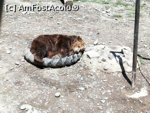 [P41] <strong>Grădina zoo Tîrgu Mureş</strong> » foto by ⭐ValentinB_88⭐
 - 
<span class="allrVoted glyphicon glyphicon-heart hidden" id="av1235267"></span>
<a class="m-l-10 hidden" id="sv1235267" onclick="voting_Foto_DelVot(,1235267,17687)" role="button">șterge vot <span class="glyphicon glyphicon-remove"></span></a>
<a id="v91235267" class=" c-red"  onclick="voting_Foto_SetVot(1235267)" role="button"><span class="glyphicon glyphicon-heart-empty"></span> <b>LIKE</b> = Votează poza</a> <img class="hidden"  id="f1235267W9" src="/imagini/loader.gif" border="0" /><span class="AjErrMes hidden" id="e1235267ErM"></span>